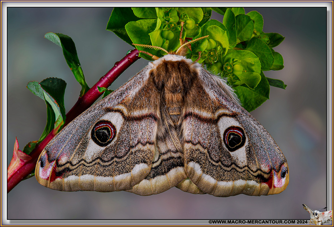 Grand Paon de nuit